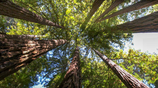 Best Arborist Consultation Services  in Hanover, MN