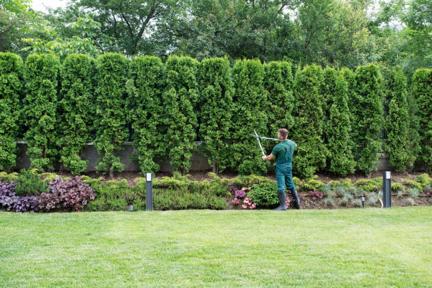 Best Fruit Tree Pruning  in Hanover, MN